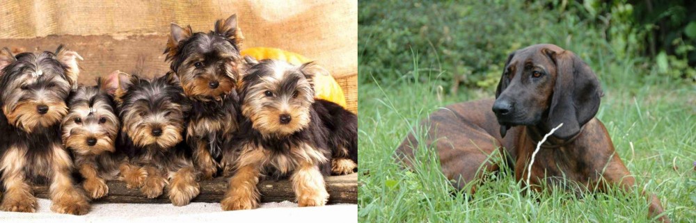 Hanover Hound vs Yorkshire Terrier - Breed Comparison