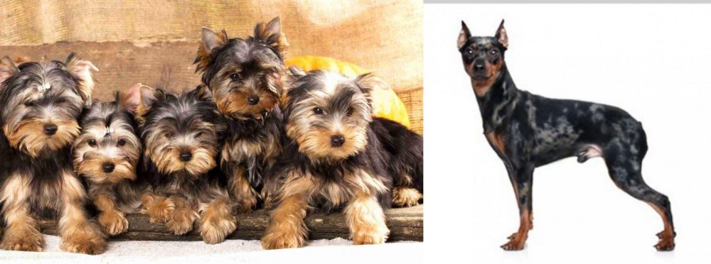 Harlequin Pinscher vs Yorkshire Terrier - Breed Comparison