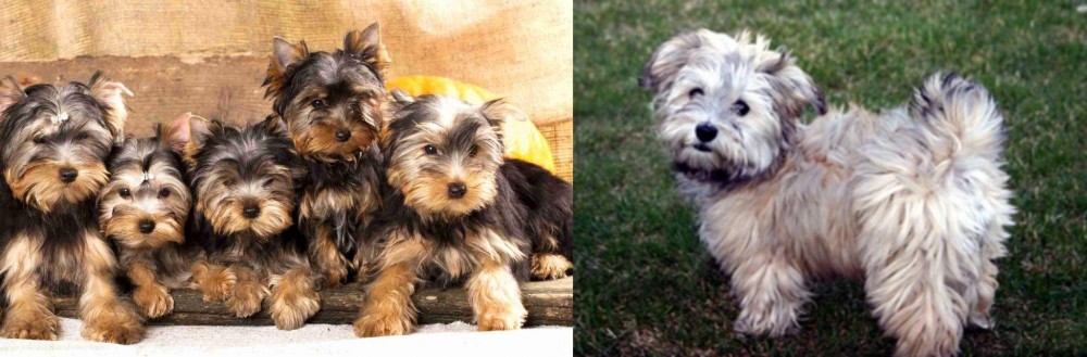 Havapoo vs Yorkshire Terrier - Breed Comparison