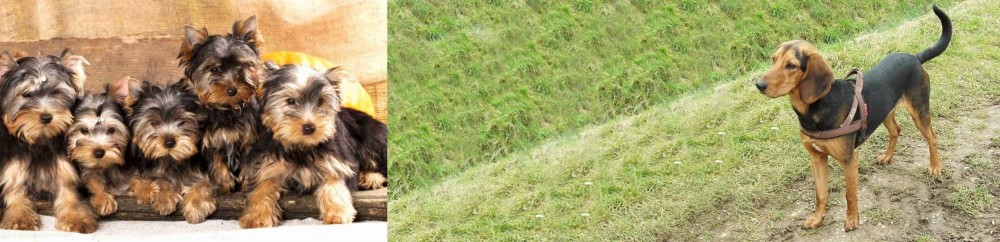 Hellenic Hound vs Yorkshire Terrier - Breed Comparison