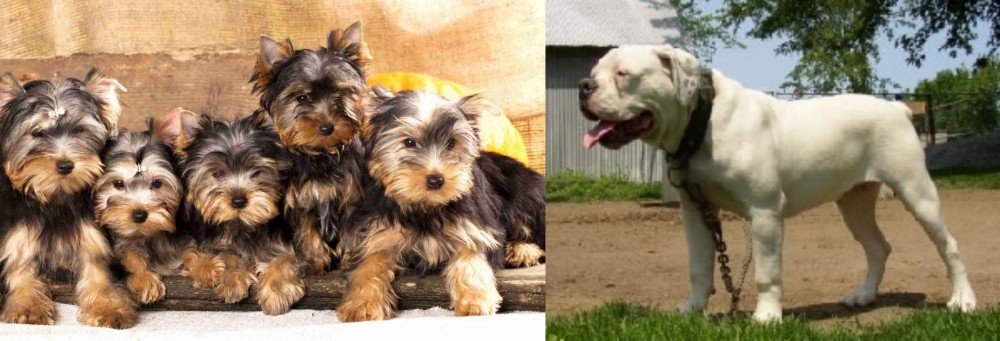 Hermes Bulldogge vs Yorkshire Terrier - Breed Comparison