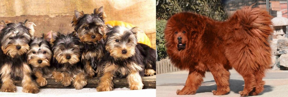 Himalayan Mastiff vs Yorkshire Terrier - Breed Comparison