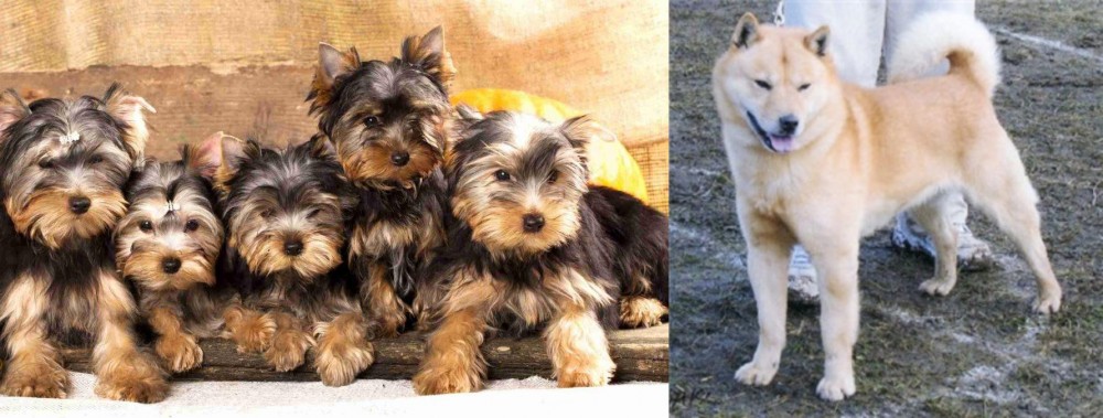 Hokkaido vs Yorkshire Terrier - Breed Comparison