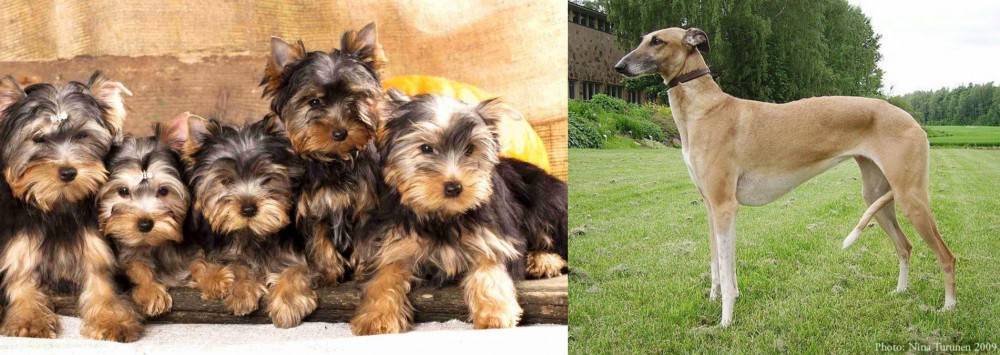 Hortaya Borzaya vs Yorkshire Terrier - Breed Comparison
