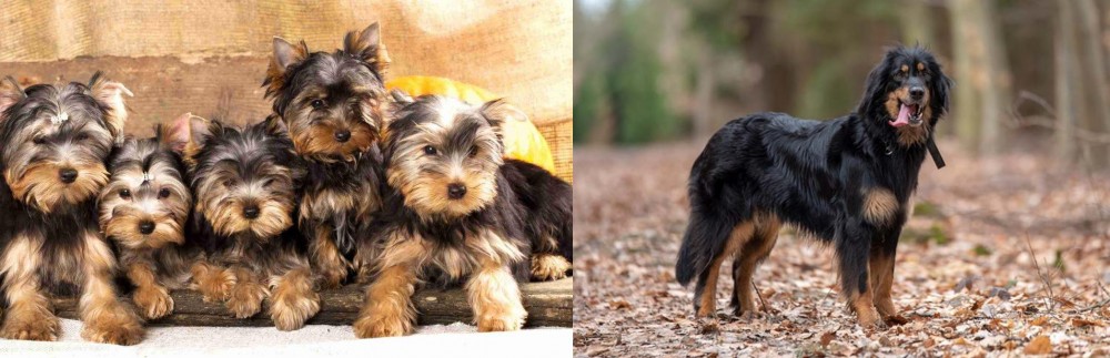 Hovawart vs Yorkshire Terrier - Breed Comparison