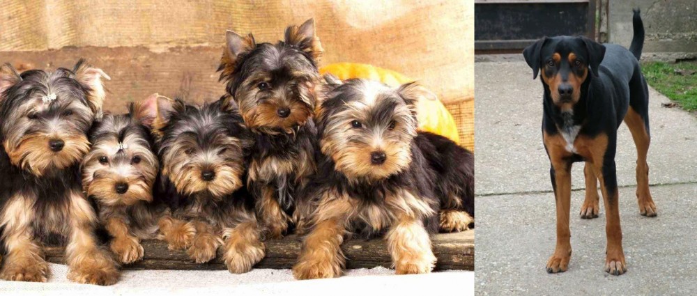 Hungarian Hound vs Yorkshire Terrier - Breed Comparison
