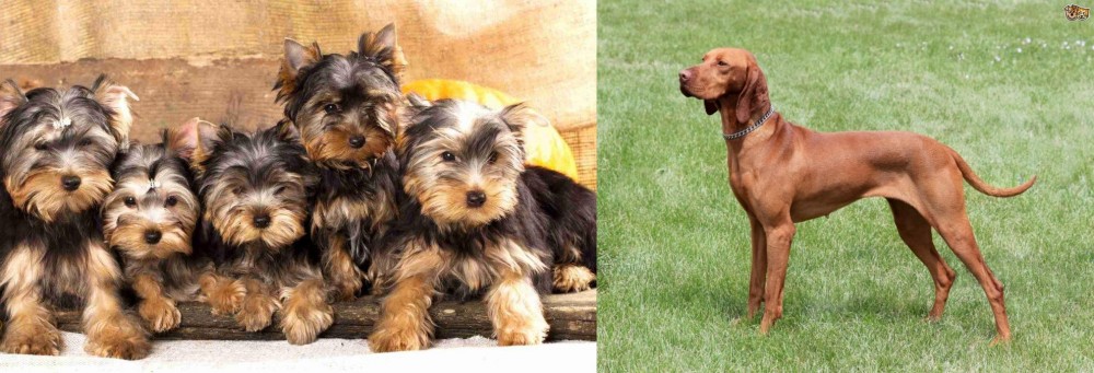 Hungarian Vizsla vs Yorkshire Terrier - Breed Comparison