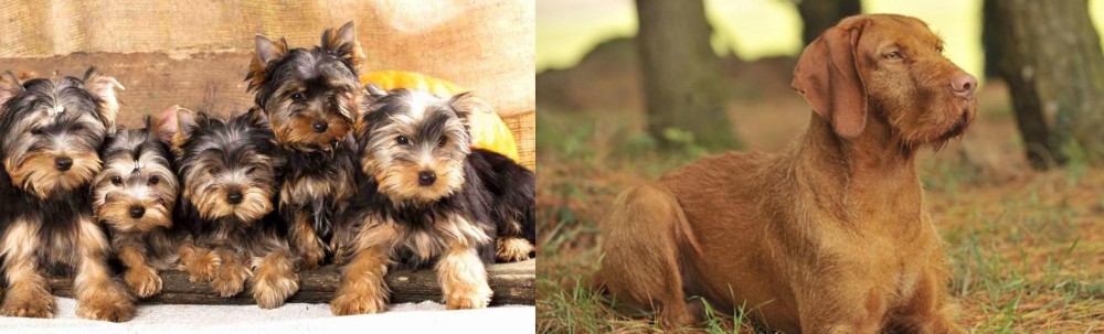 Hungarian Wirehaired Vizsla vs Yorkshire Terrier - Breed Comparison