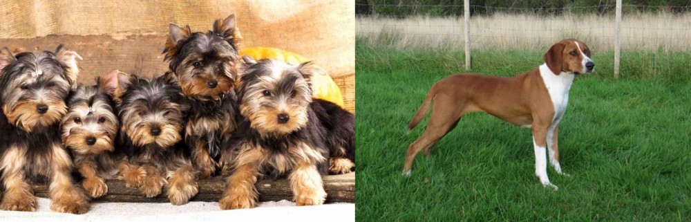 Hygenhund vs Yorkshire Terrier - Breed Comparison