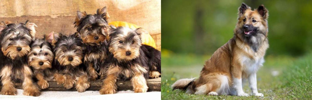 Icelandic Sheepdog vs Yorkshire Terrier - Breed Comparison