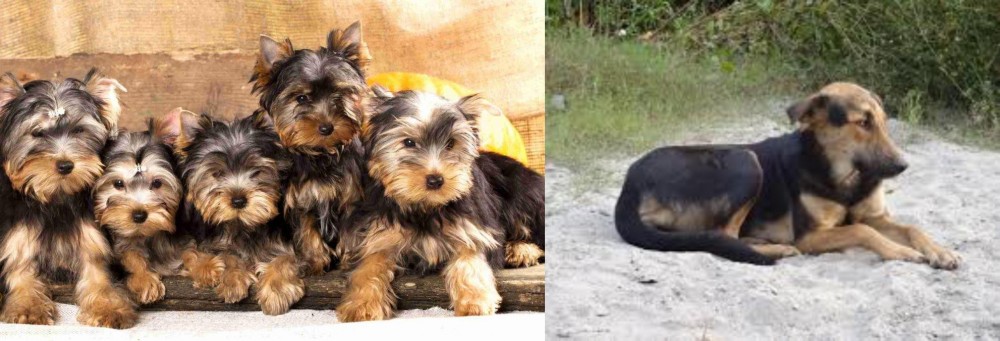 Indian Pariah Dog vs Yorkshire Terrier - Breed Comparison