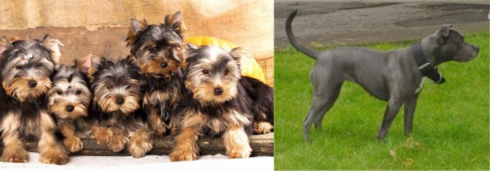 Irish Bull Terrier vs Yorkshire Terrier - Breed Comparison