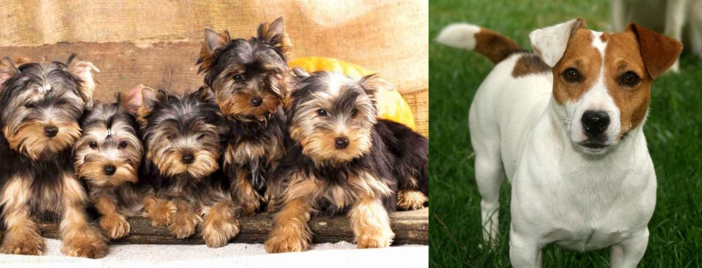 Irish Jack Russell vs Yorkshire Terrier - Breed Comparison