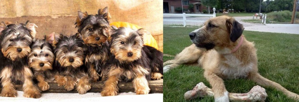 Irish Mastiff Hound vs Yorkshire Terrier - Breed Comparison