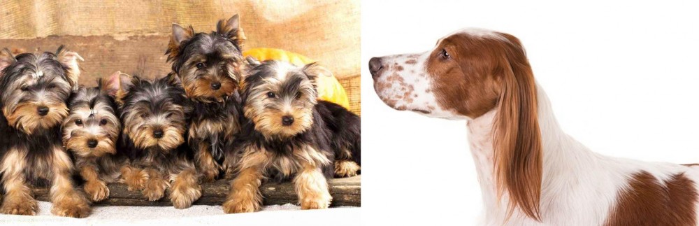 Irish Red and White Setter vs Yorkshire Terrier - Breed Comparison