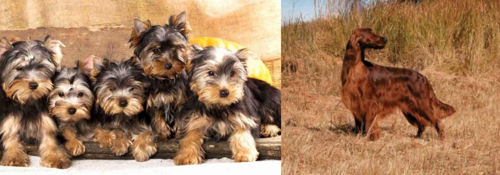 Irish Setter vs Yorkshire Terrier - Breed Comparison