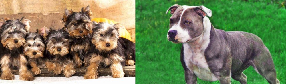 Irish Staffordshire Bull Terrier vs Yorkshire Terrier - Breed Comparison