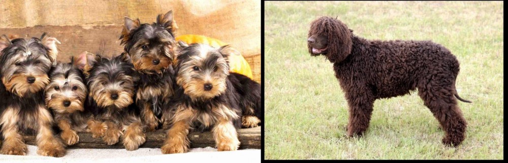 Irish Water Spaniel vs Yorkshire Terrier - Breed Comparison