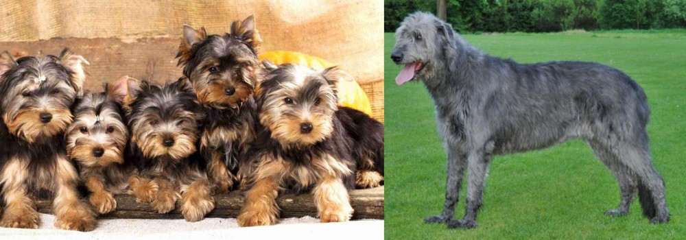 Irish Wolfhound vs Yorkshire Terrier - Breed Comparison