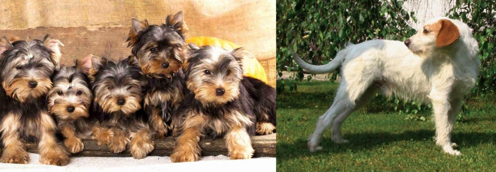 Istarski Ostrodlaki Gonic vs Yorkshire Terrier - Breed Comparison
