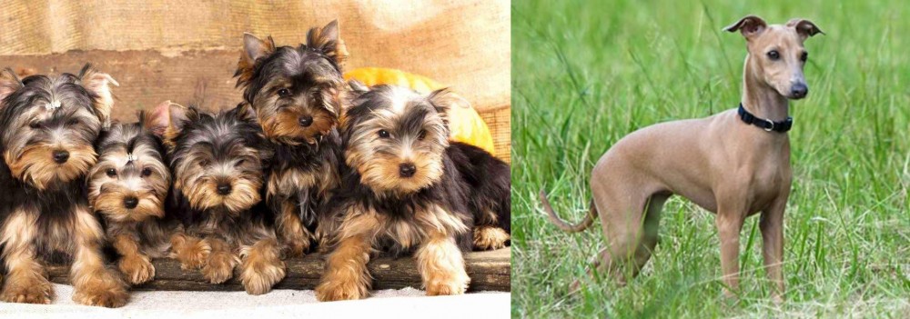 Italian Greyhound vs Yorkshire Terrier - Breed Comparison