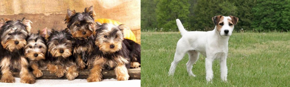 Jack Russell Terrier vs Yorkshire Terrier - Breed Comparison