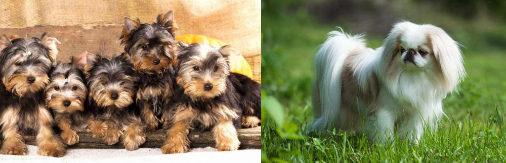 Japanese Chin vs Yorkshire Terrier - Breed Comparison