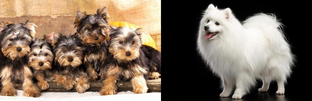 Japanese Spitz vs Yorkshire Terrier - Breed Comparison