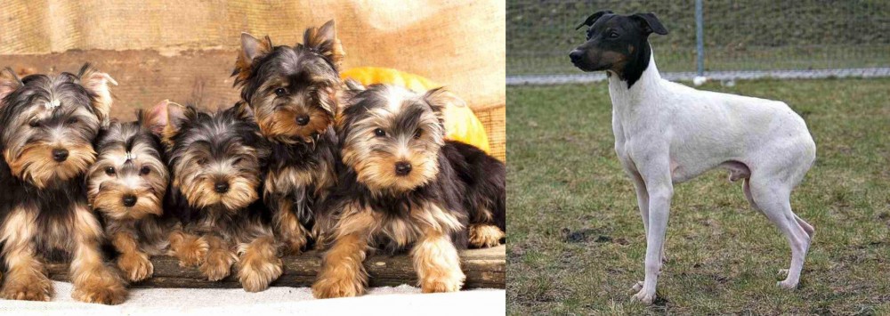 Japanese Terrier vs Yorkshire Terrier - Breed Comparison