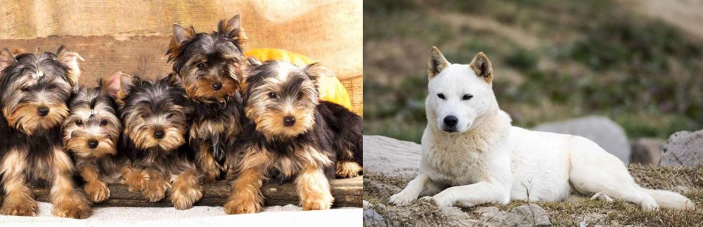 Jindo vs Yorkshire Terrier - Breed Comparison
