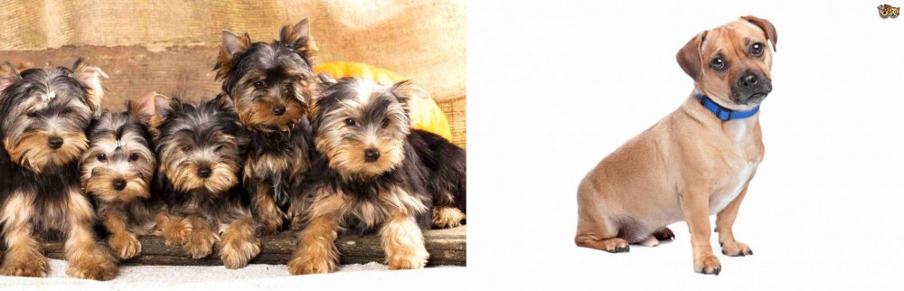 Jug vs Yorkshire Terrier - Breed Comparison