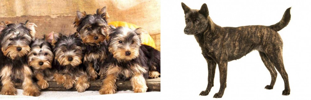 Kai Ken vs Yorkshire Terrier - Breed Comparison