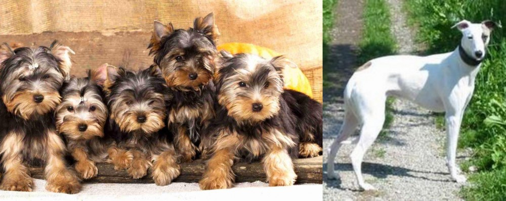 Kaikadi vs Yorkshire Terrier - Breed Comparison