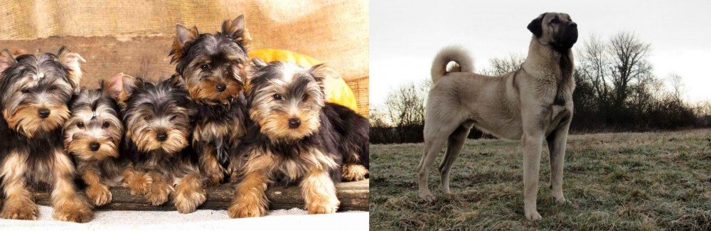 Kangal Dog vs Yorkshire Terrier - Breed Comparison