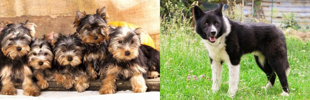 Karelian Bear Dog vs Yorkshire Terrier - Breed Comparison