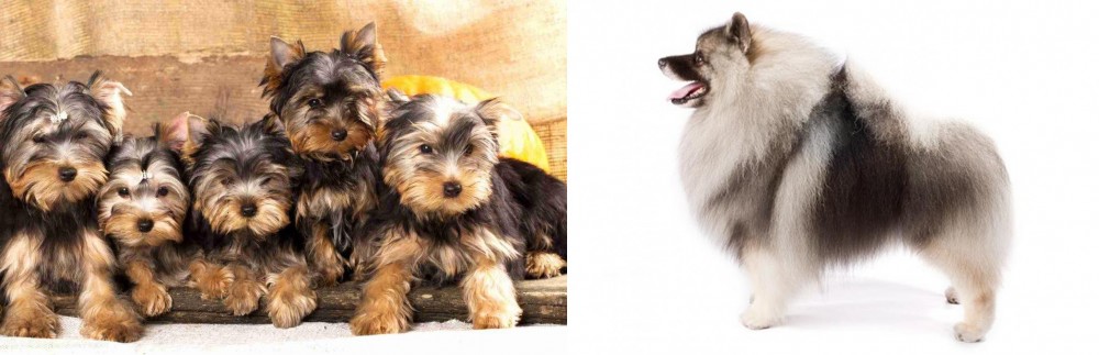 Keeshond vs Yorkshire Terrier - Breed Comparison