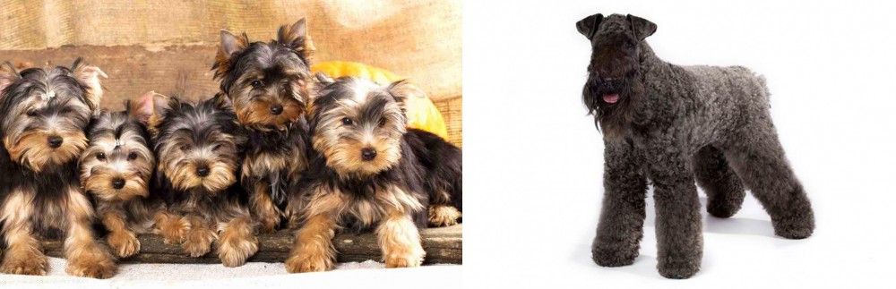 Kerry Blue Terrier vs Yorkshire Terrier - Breed Comparison