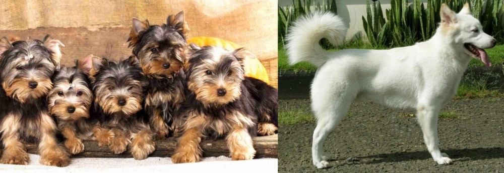 Kintamani vs Yorkshire Terrier - Breed Comparison