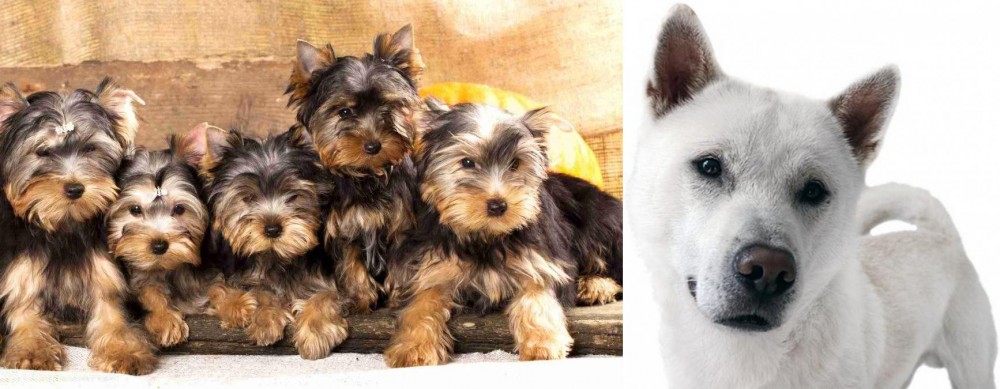 Kishu vs Yorkshire Terrier - Breed Comparison