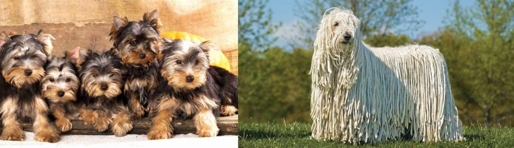 Komondor vs Yorkshire Terrier - Breed Comparison