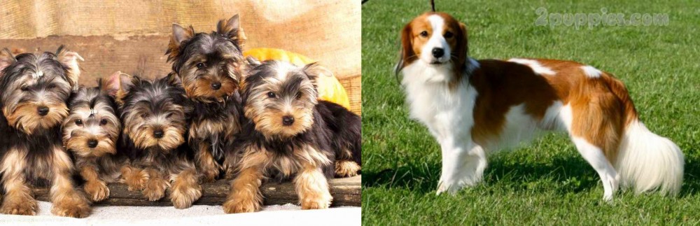 Kooikerhondje vs Yorkshire Terrier - Breed Comparison