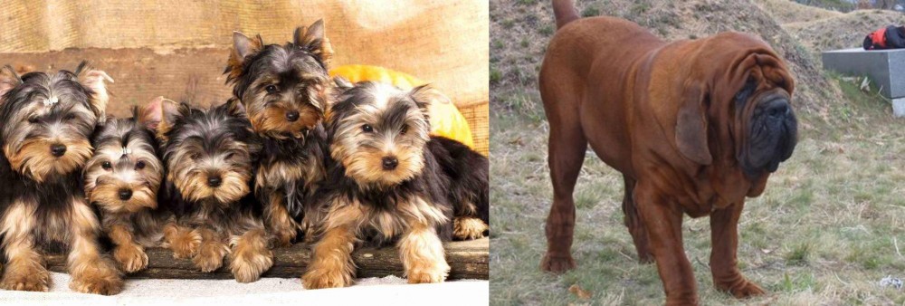 Korean Mastiff vs Yorkshire Terrier - Breed Comparison