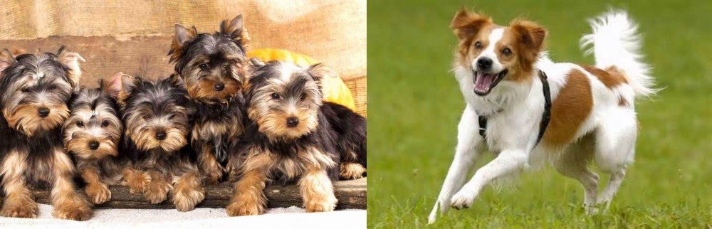 Kromfohrlander vs Yorkshire Terrier - Breed Comparison