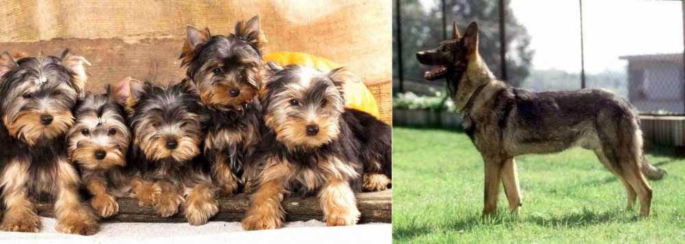 Kunming Dog vs Yorkshire Terrier - Breed Comparison