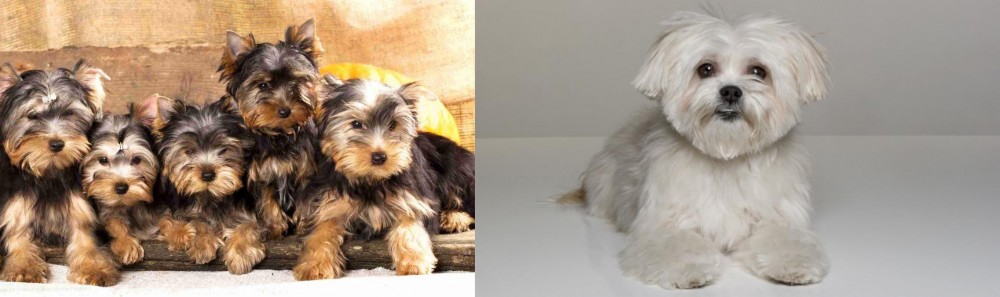 Kyi-Leo vs Yorkshire Terrier - Breed Comparison
