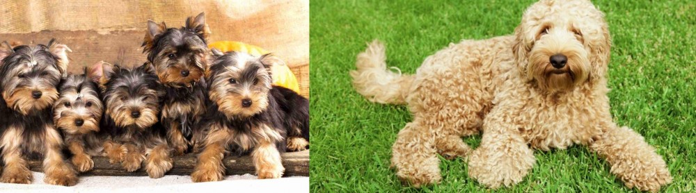 Labradoodle vs Yorkshire Terrier - Breed Comparison
