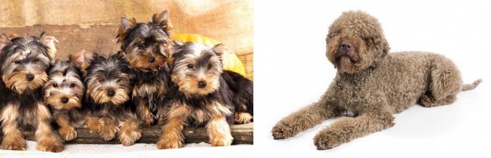 Lagotto Romagnolo vs Yorkshire Terrier - Breed Comparison