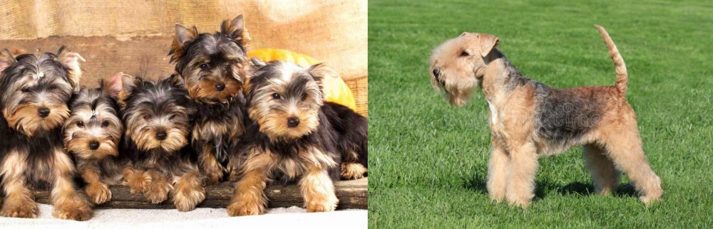 Lakeland Terrier vs Yorkshire Terrier - Breed Comparison