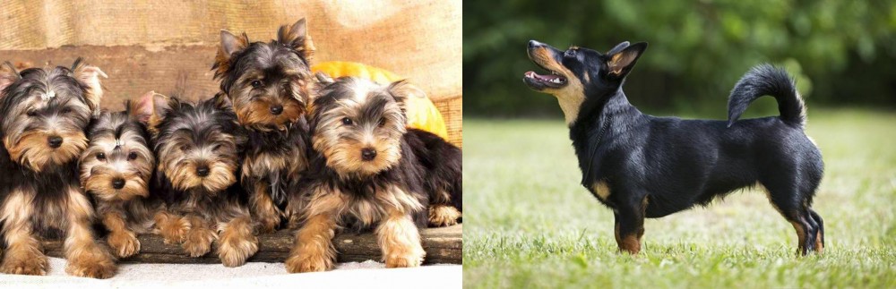 Lancashire Heeler vs Yorkshire Terrier - Breed Comparison