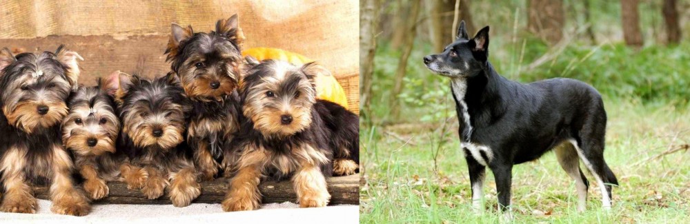 Lapponian Herder vs Yorkshire Terrier - Breed Comparison